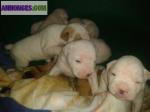 Chiots bouledogue américain - Miniature