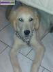 Chiot type golden retriever 5 mois - Miniature