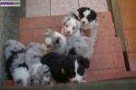 Chiots berger australien - Miniature
