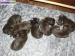 Des chiots braques allemand vont naitre le 17/05/2013 - Miniature