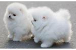 Magnifique chiots spitz /pomeranien - Miniature