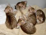 Chatons bengal - Miniature