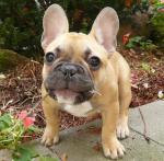 Disponible de suite: chiot bouledogue francais femelle. - Miniature