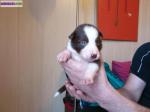 Chiots border collie - Miniature