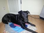 Adopt male noir 2ans labrador - Miniature