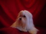 Chiots bichons maltais toy/nain - Miniature