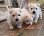 Chiots west highland (westie terrier)  lof  - Miniature