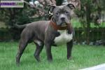 Saillie american bully pocket - Miniature