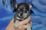 Adorable bb chihuahua - Miniature