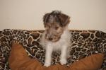 Chiot fox terrier poil dur lof - Miniature