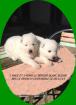 Chiots berger blanc suisse - Miniature