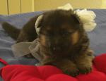 Chiot berger allemand lof - Miniature