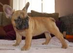 Impecable chiots bouledogue francais disponible.  - Miniature