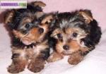 Chiots yorkshire pour adoption belles - Miniature