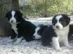 Magnifiques chiots type border collie - Miniature