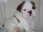 Bébés bulldog anglais chiot - Miniature