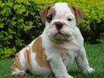 2 chiots types bouledogue anglais - Miniature