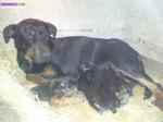 Chiots beauceron - Miniature