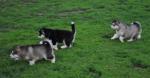 Magnifiques chiots malamute de l'alaska lof - Miniature