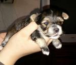 Chiot york - Miniature