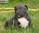 Chiots american bullies - Miniature