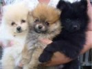 Chiots type spitz pomeranian - Miniature