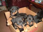 Chiots rottweilers - Miniature