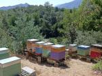 Essaims d'abeilles (dadant), reine 2023 marquée - Miniature