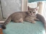 British shorthair (scottish straight) - Miniature