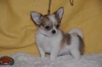 Chiot type chihuahua poil court. - Miniature