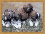 Chiots shih tzu - Miniature