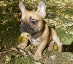 Chiot bouledogue francais - Miniature