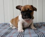 Adorable chiots bouledogue francais - Miniature