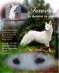 Chiots berger blanc suisse - Miniature