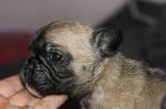 Donne contre bon soin magnifiques chiots bouledogue... - Miniature