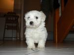 Bichon maltais femelle - Miniature