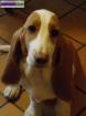 Chiot basset hound - Miniature