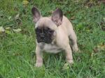 Chiots bouledogue français fauve - Miniature