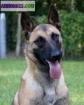 Chiots malinois lof - Miniature