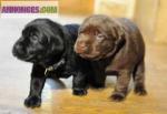 Chiots de type labrador non lof - Miniature