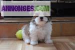 3 chiots mâles et femelles type shih tzu - Miniature