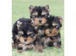 Magnifique chiots type yorkshire non lof - Miniature