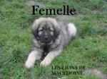 2 femelles berger yougoslave chien de garde lof - Miniature