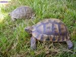 Tortues - Miniature