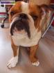 Bulldog anglais pour saillie - Miniature