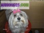 A reserver bichons maltais pure race petits gabarits - Miniature
