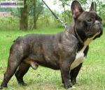 Male bouledogue francais pour saillie - Miniature