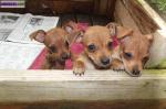 Vend type pinscher nain - Miniature