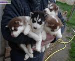 Chiots siberian husky lof - Miniature