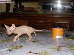 Chatons sphynx - Miniature